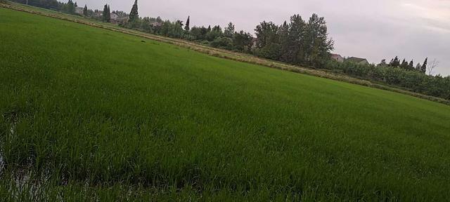 钓鱼|虾稻田的探秘！尽情享受垂钓的乐趣