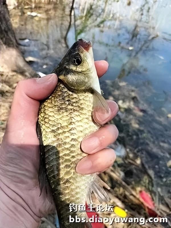 |珍珠塘喜获黄金鲫