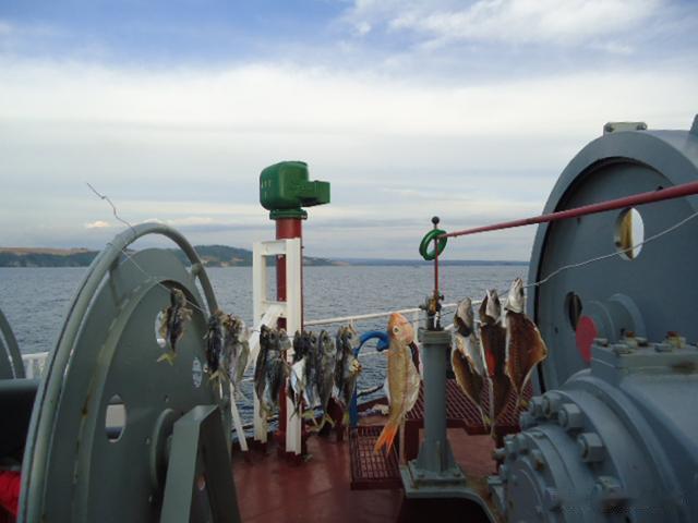 长沙|虽说海员都爱钓鱼，但是真吃不了腌咸鱼