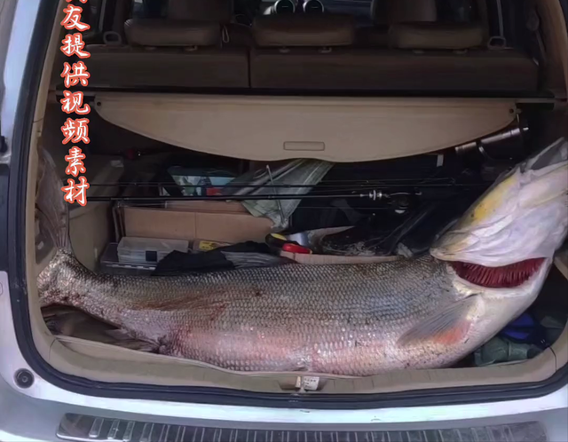 海钓|沅江鱼王！湖南沅江又现86斤、1.7米“巨型水老虎”，引发担忧？
