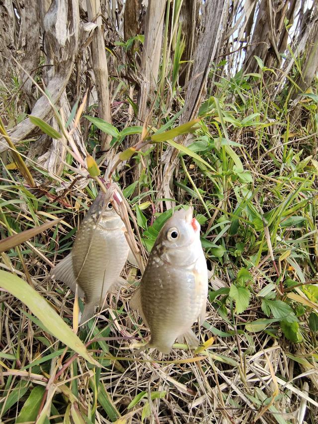 |新手进阶，鱼获倍增