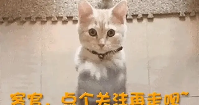 唐嫣罗晋葬礼后同归，本以为是破冰，一个细节却暴露了真实关系