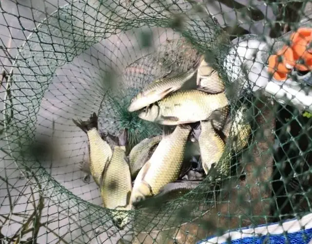 阴雨绵绵的梅雨季，江河水质浑浊涨水快，却是钓鱼佬的“爆护”季