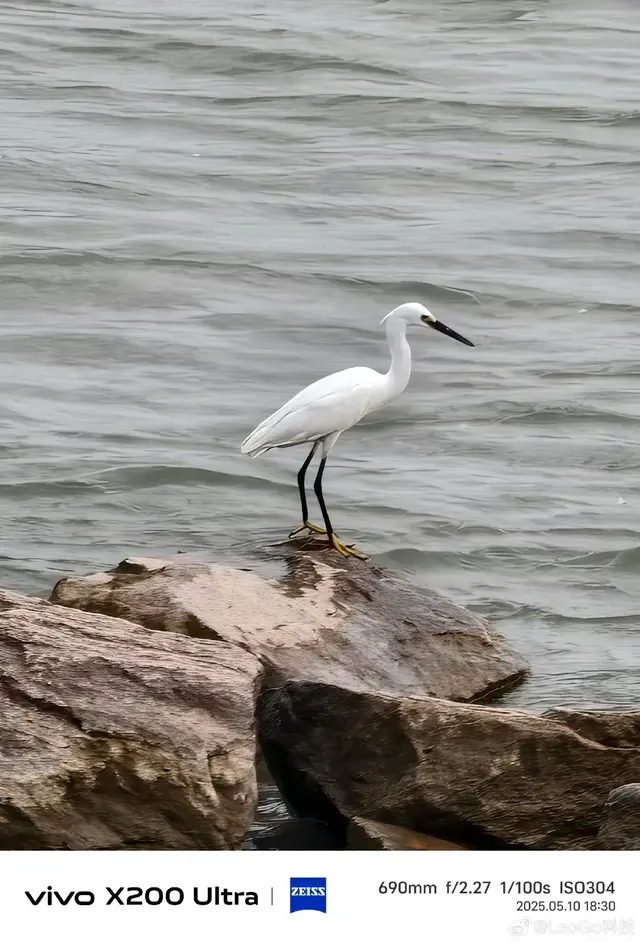 用vivo X200 Ultra长焦拍鸟，怎么这么强？