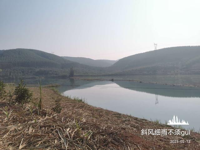 钓鱼|【钓鱼之家虾粉】大风天气虾粉助我擒埃及，白条罗非拉不停！