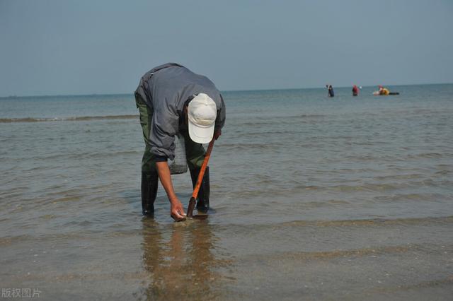海钓|黄金沙蚕 比目鱼魔法虫饵 日本海钓特效虫饵「 日本专业海钓书籍 」