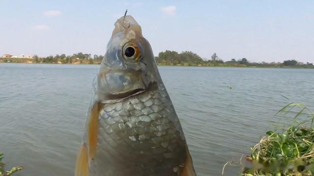 河边偶遇野钓老大哥的钓鱼秘诀：调漂技巧大公开