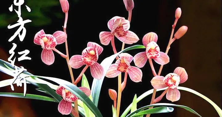 邓文迪晒出大豪宅，院子种满鲜花，屋内养满兰草，花香四溢很悠闲