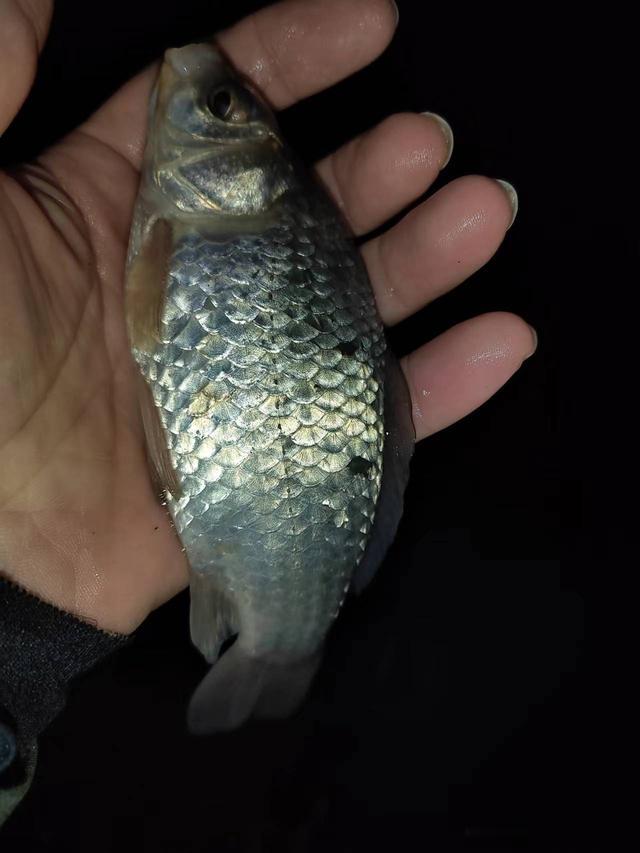 鲫鱼|钓鱼日记——2023年4月21日（碧水庄园夜钓）