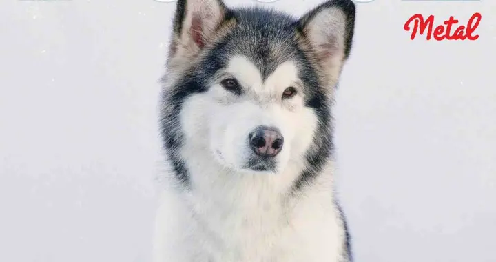 陈伟霆：和何穗在一起很多年 孩子不是意外 爱宠去世第二天儿子出生