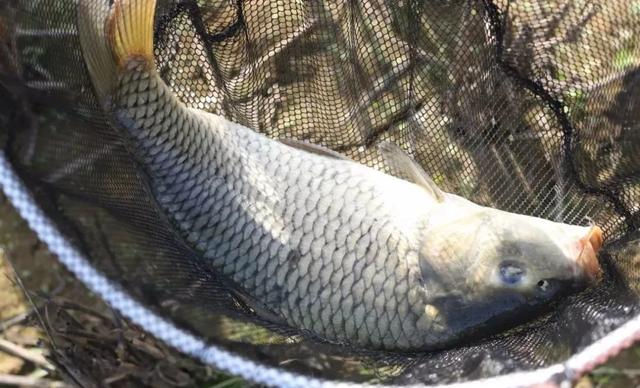 处暑|处暑时节野钓掌握这几点，连竿又爆护