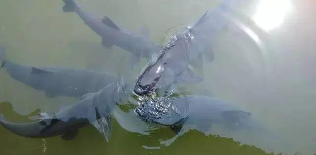 花鲢|水库抽鲢鳙，想钓花鲢就得钓深一点