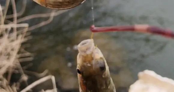 饵料|冬季野钓鲫鱼口轻、挡口解决办法，出口清晰有口就中鱼