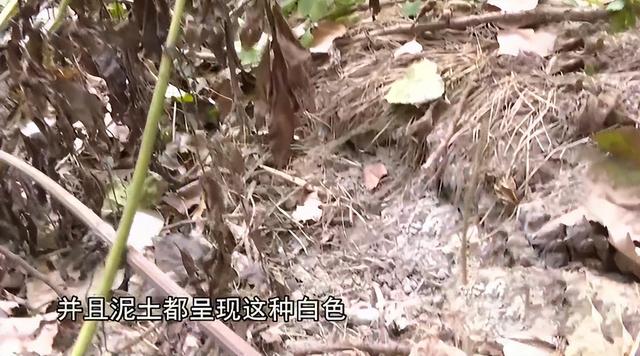4年前，湖北废弃养鸡场泥土突然变白，警方调查后牵出两亿大案