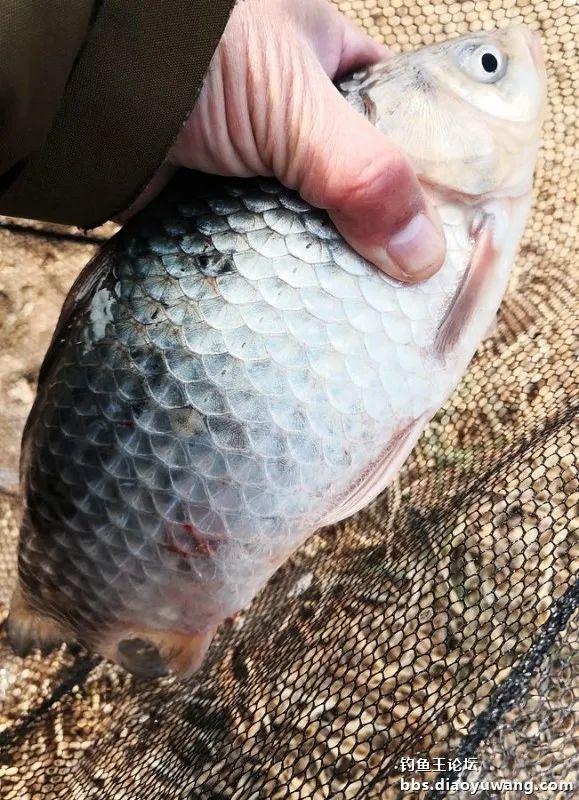 |野河最靓的板鲫