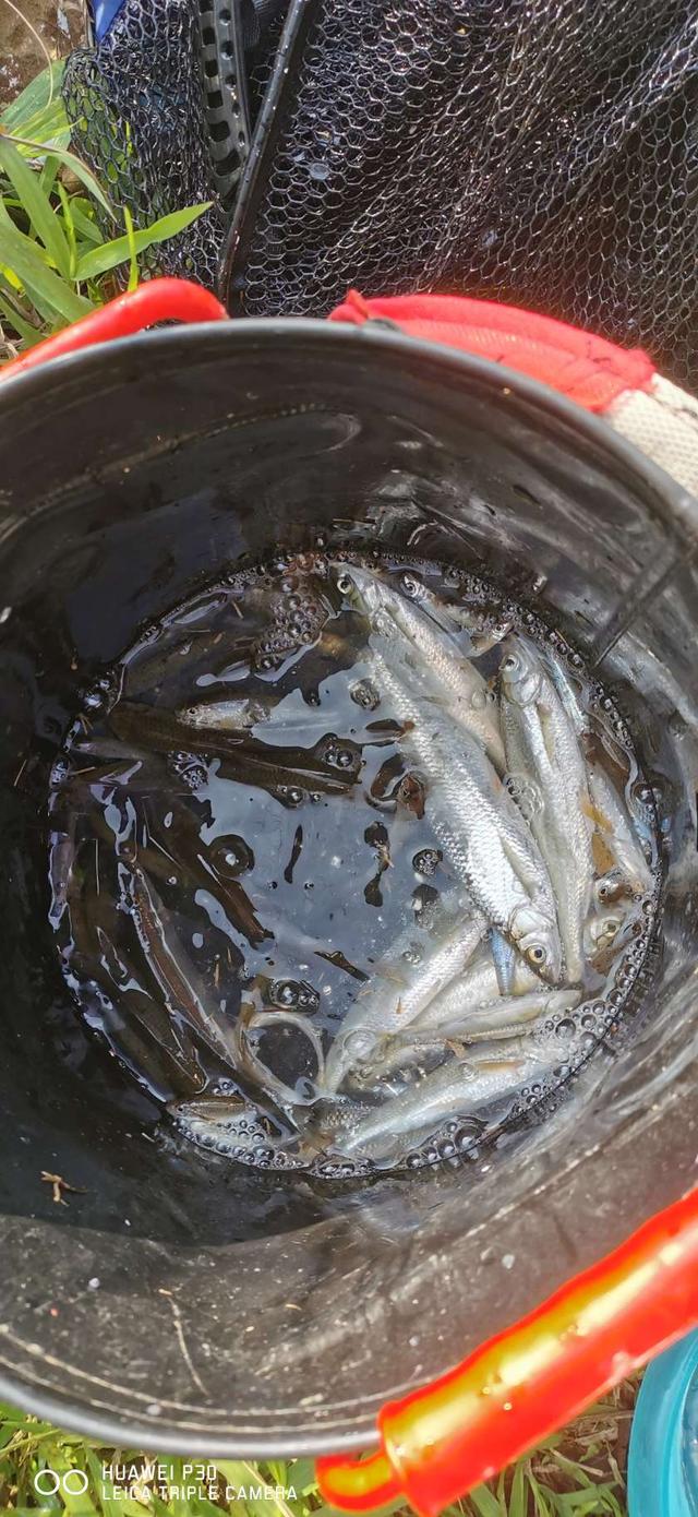 |手撕油炸小杂鱼，领导发话不钓都不行！