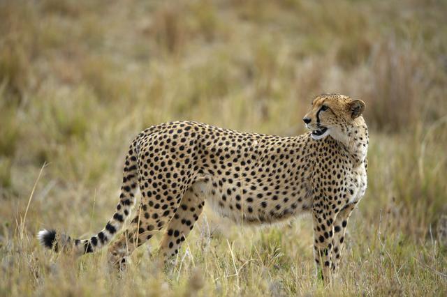 非法捕猎、杀害、收购、运输、出售珍贵濒危野生动物的法律责任