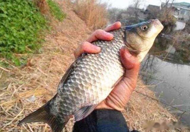 饵料|春季钓鱼饵料味型如何选？根据3点，不怕鲫鱼不吃钩