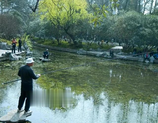 鲫鱼|野钓:鲫鱼的集中位置如何找？钓它需要注意什么？用什么饵钓？