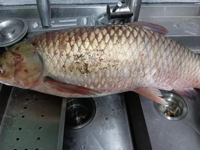 浅谈夏季野钓目标鱼选择，这几种易爆护，需要做“好窝”