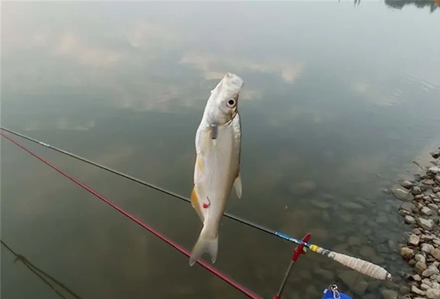 鲤鱼|手竿怎么钓翘嘴最好？试试这种方法狂拉翘嘴