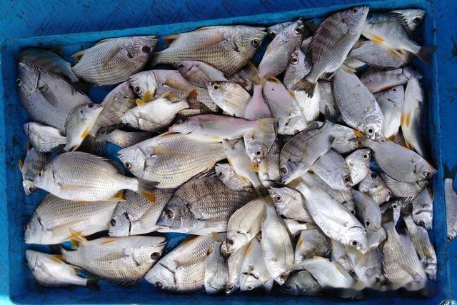 鲫鱼|海边钓鱼的4个要诀，掌握了这几点，海边钓鱼也能爆箱