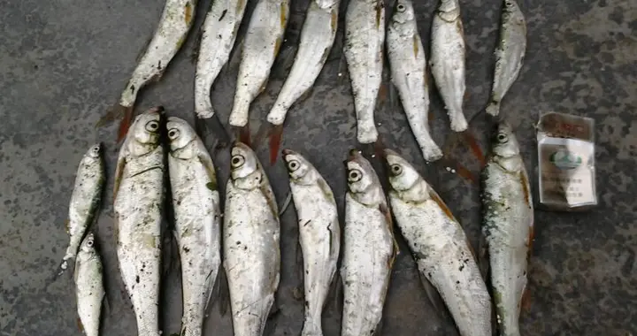 鳊鱼|冬天除了鲫鱼和小鱼还能钓其他鱼吗？可以，但钓法非主流