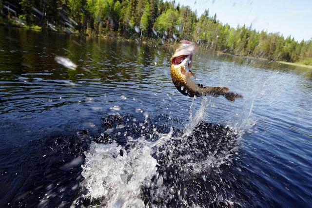 |钓鱼：用水下无人机找鱼是什么体验