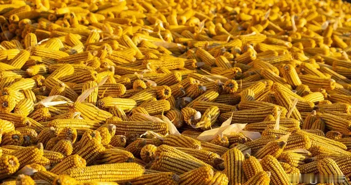 2025年12月12日，全国【玉米价格，豆粕价格】行情参考！