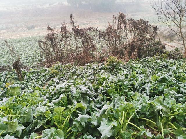 饵料|白条也爆护，以后请叫我白条杀手