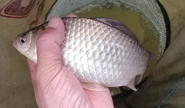 饵料|冬季用拉饵钓鲫鱼，怎么才能开出一款鱼爱吃的饵料？