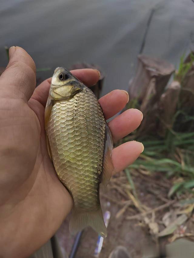 钓鱼日记——2023年8月10日