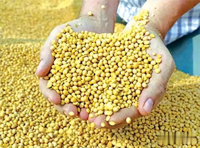 缅甸一重要豆类交易市场，豆类价格普涨；红腰豆与黑芝麻涨价