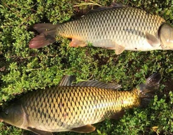 鲤鱼|钓小鲤鱼和大鲤鱼两种不同方法，钓小鲤鱼能爆护，钓大鲤鱼不空军