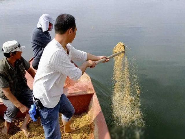 鱼饵不再是唯一！5种打窝方法，让你在野钓中大放异彩！