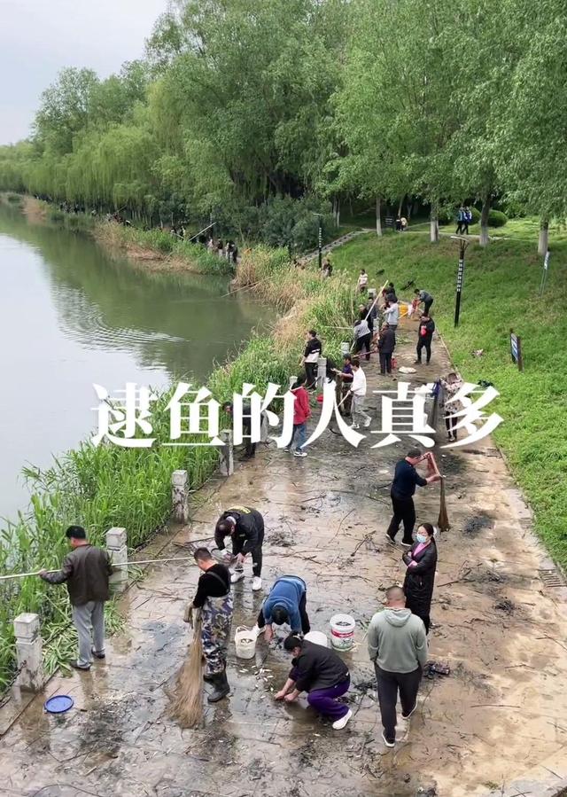 河南|雨后，河南一小河野鱼成群浮头，众人捞鱼，网友：这是赶尽杀绝啊
