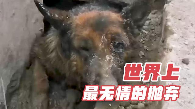 德牧犬被无情抛弃致多器官衰竭，救助站救援后主人上门想讨回