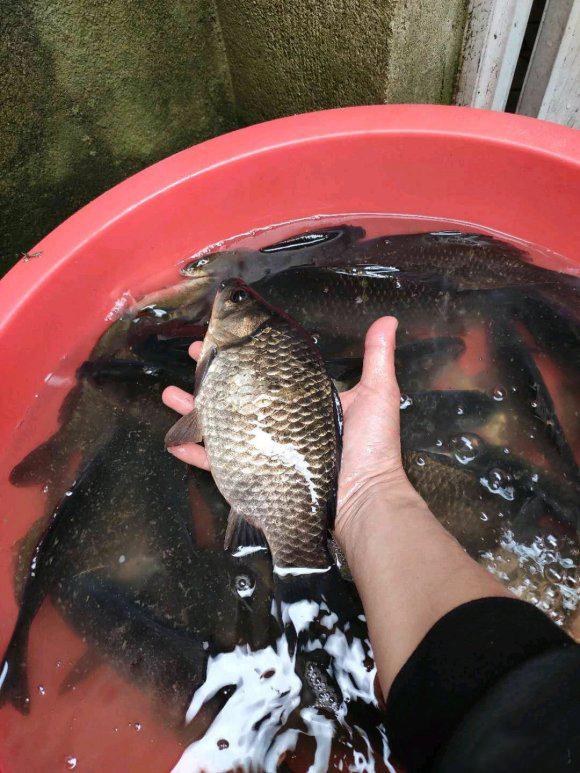 鲫鱼|深冬野钓做窝技巧分享，来的全是大鲫鱼