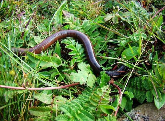 饵料|用活饵和用商品饵钓鱼哪个好，你怎么选择？