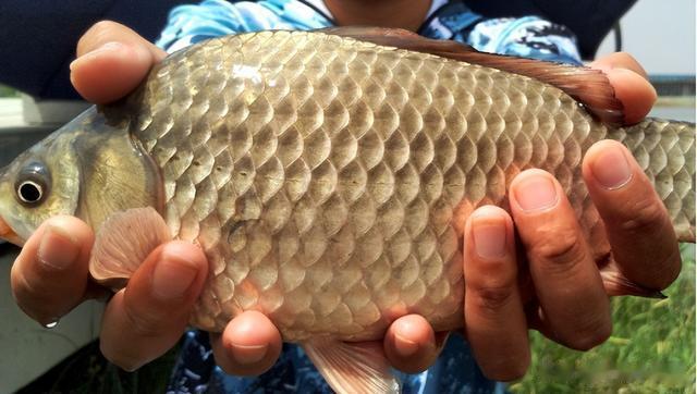 饵料|天热鲫鱼难钓？教你一套“3多2勤”钓法，保你不再走弯路