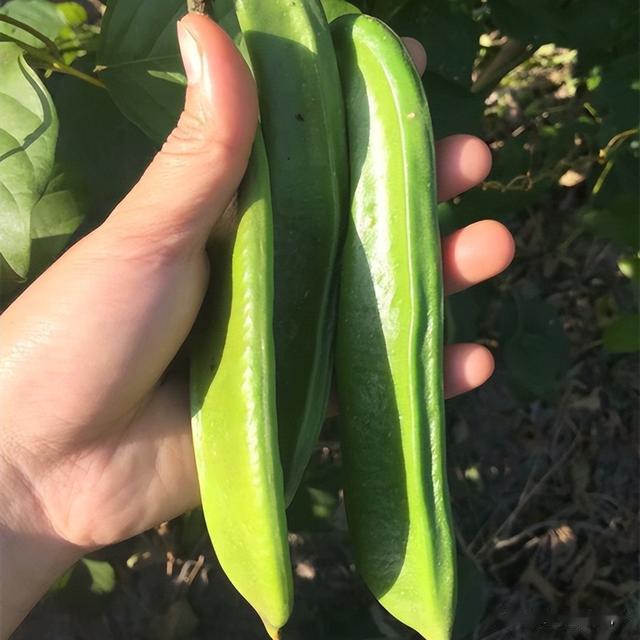 刀豆|这种蔬菜有毒，农村却常拿它来做家常菜和腌菜，而如今为何消失？