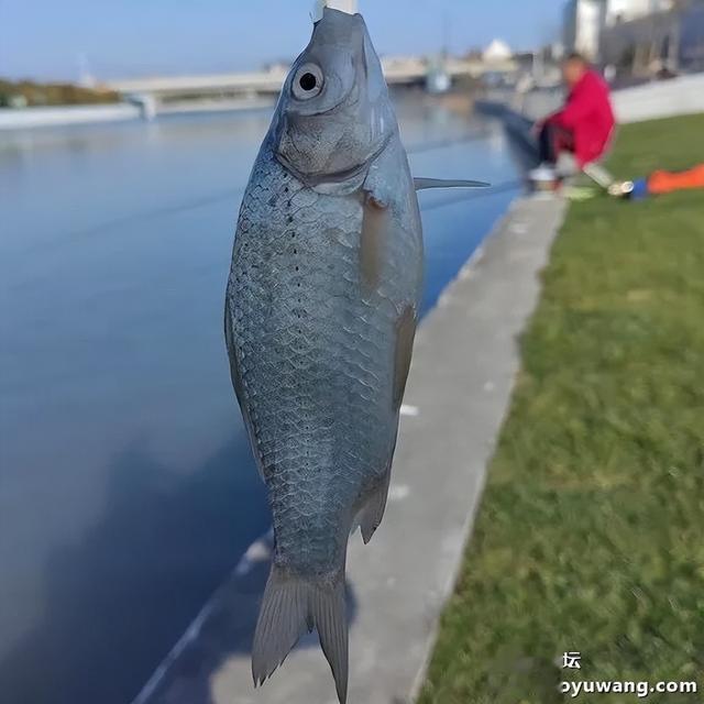 腥香地狱猫初春爽钓鲫