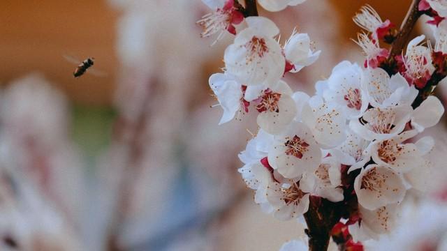 vivo X200 Pro核心参数曝光，屏幕分辨率差点意思