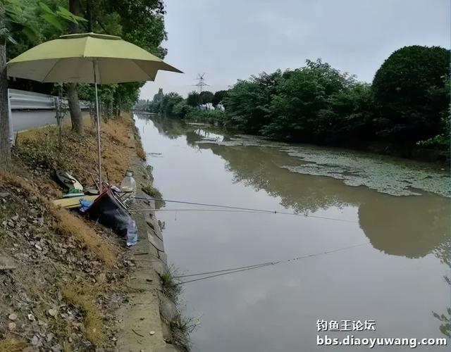 钓鱼王饵料为“媒”，与柳叶鳊异地“牵手”