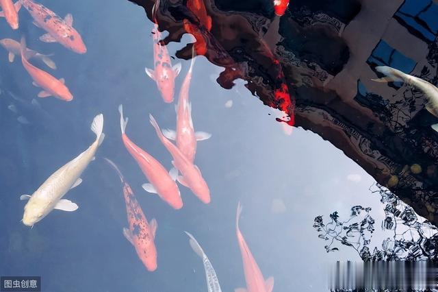 《话说欧鲤钓》科学篇 化学诱饵添加剂的使用节