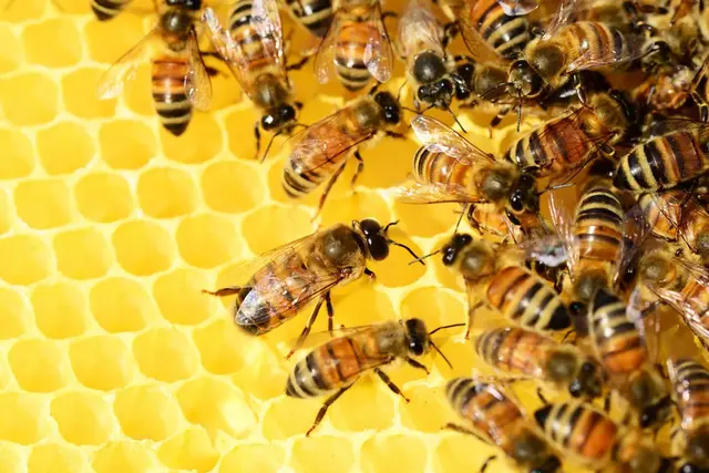 美国农业部批准有史以来第一个蜜蜂疫苗
