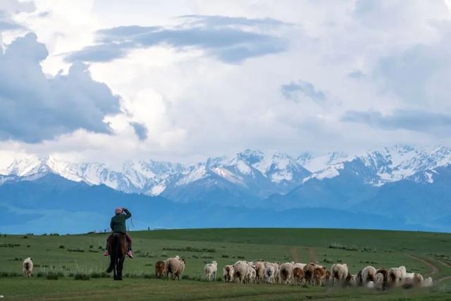 草原|今年“旅行顶流”！比瑞士和新西兰更治愈的夏天，就藏在国内