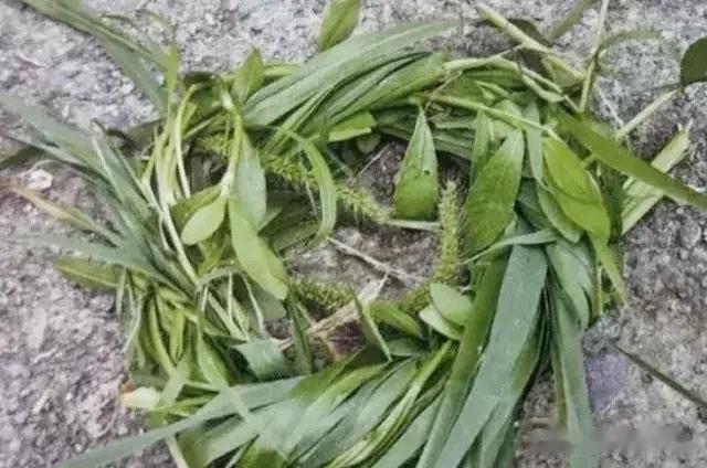 |钓鱼技巧：用这种方法钓草鱼，可能让你断竿断线