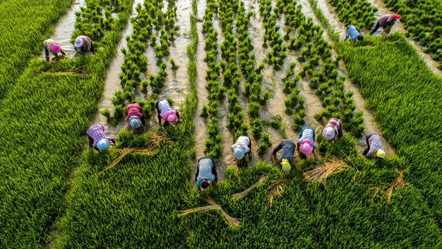 中国生水稻入选《科学》杂志2022年度十大科学突破榜单
