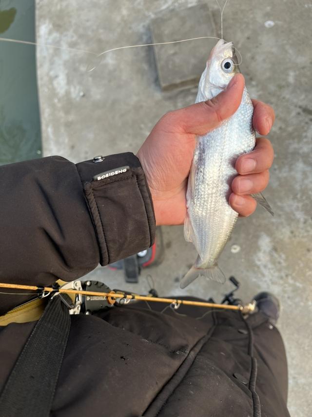 |兔年路亚的第一条鱼，迎来第一波辉煌